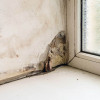 Mold Removal Inspections Colorado Springs, CO Springs Mold, LLC